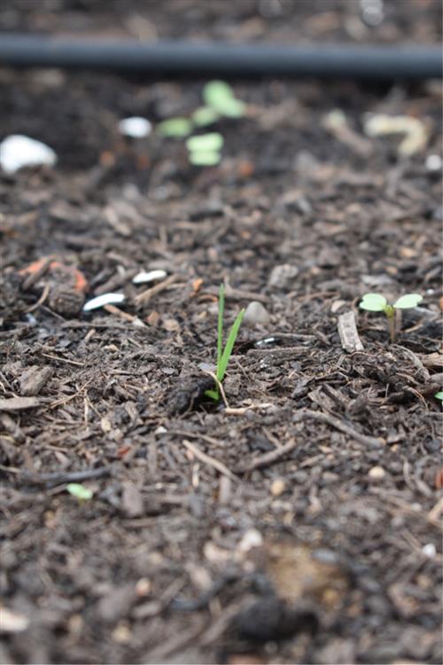 Transplanting Spinach 